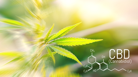 CBD Chemical Formula. Structural model of cannabidiol molecule. Medicinal cannabis with extract oilの写真素材