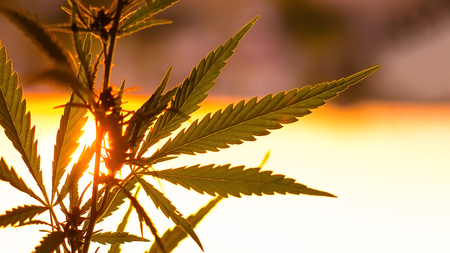 Beautiful cannabis plant medical marijuana on background with a place. Close up of hemp growing plantの写真素材