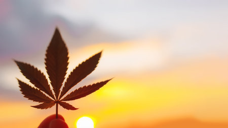 Beautiful Commercial Cannabis in the amazing sunset background. Close up of the marijuana leaf....