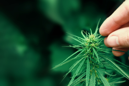 Green cannabis flower CBD macro and medical marijuana. Growing hemp top quality products. Concept of the use of cannabis oil for therapeutic purposesの写真素材