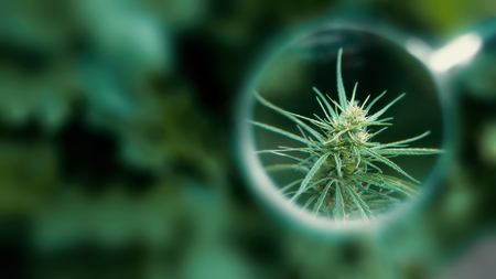 Legal Hemp, Medical Cannabis and Cannabidiol CBD Oil. Growing Premium Marijuana products. Concept of using Marijuana for medicinal purposesの写真素材