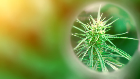 Growing premium cannabis and marijuana products. Medical CBD and THC. Legal hemp field before harvest time. High Quality. Copy spaceの写真素材