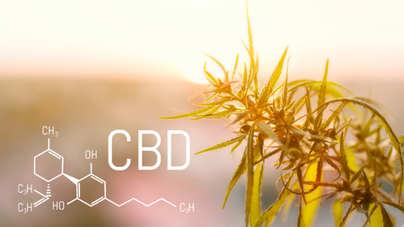 Hemp industrial plantation. Cannabis plant growing outdoors, lit by warm morning light. Cannabis oil cannabidiol with marijuana plant. CBD conceptの写真素材