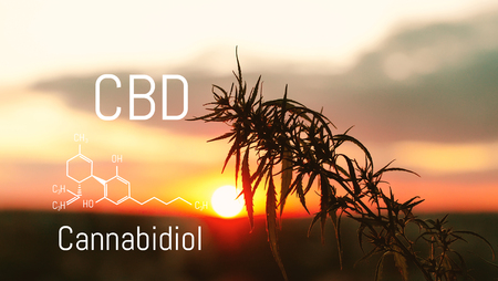 CBD chemical elements contained in the cannabis. Medical antispasmodic marijuana. Silhouette of hemp field in sunlightの写真素材