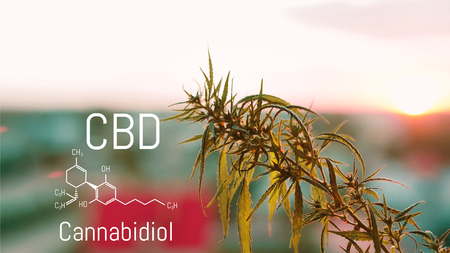 CBD chemical elements contained in the cannabis. Medical antispasmodic marijuana. Silhouette of hemp field in sunlightの写真素材