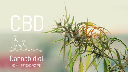 Image cannabis of the formula CBD. Marijuana field during sunset. Medical antispasmodic cannabis. Hemp industrial plantation in sunlightの写真素材