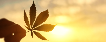 Cannabis leaf, marijuana close-up on background of setting sun with rays of light. Copy space. Concept of growing hempの写真素材