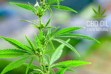 Cannabis of the formula CBD, Cbd oil. Hemp industrial plantation. Cannabis plant growing outdoors, lit by warm morning light. Cannabidiol medical marijuana conceptの写真素材
