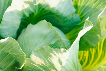 Cabbage background. Fresh cabbage from farm field. Vegetarian food concept. Organic cultivation. Home gardening. Vegetable farmingの写真素材