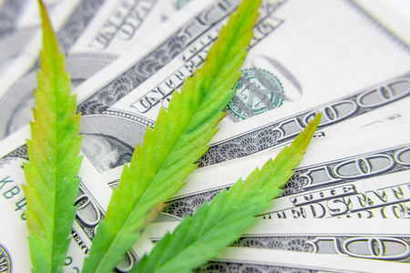 US dollar bills over the green cannabis leaves. Money and marijuana. Concept of business, medicine and selling hemp, drugs. Increase revenue and profits in the field of growing medical cannabisの写真素材