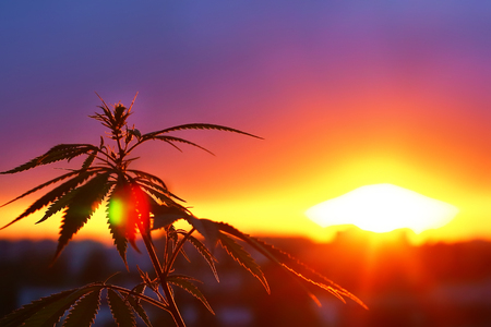 Healthcare Wellness Innovation Concept CBD. Concept of using cannabis in the sport, medical marijuana, hemp oil. Marijuana growing for use as alternative herbal medicineの写真素材