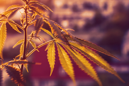 Cultivation of medicinal cannabis for the production of healthy tincture, CBD oils. Medical marijuana, alternative medicineの写真素材