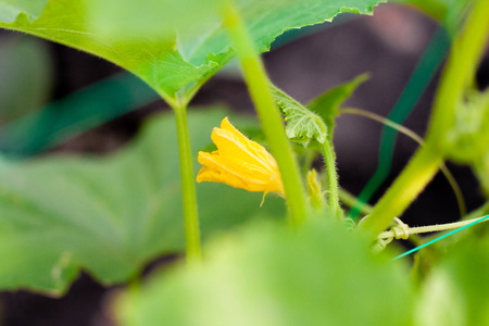 Young flowering cucumbers on a branch in a greenhouse. Plant with yellow flowers. Juicy fresh cucumber close-up macro on a background ofgreen leavesの写真素材