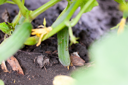 Juicy fresh cucumber close-up macro on a background of leaves. In the greenhouse grows a young cucumberの写真素材