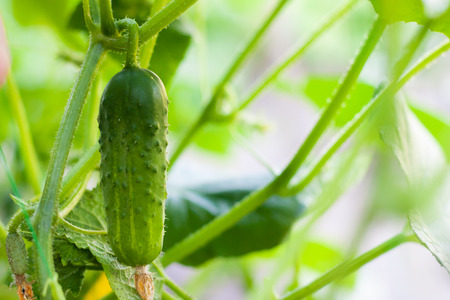 Cucumbers on a branch in a greenhouse. Growth green cucumbers vertical planting. Growing organic foodの写真素材