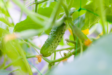 Cucumbers on a branch in a greenhouse. Growth green cucumbers vertical planting. Growing organic foodの写真素材