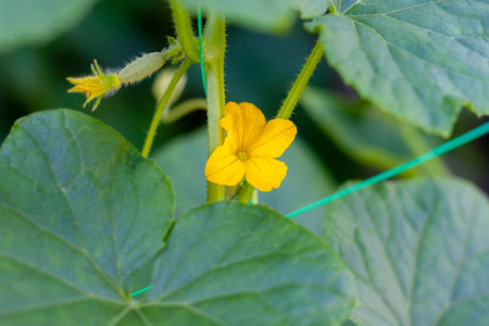 Growth and blooming of greenhouse cucumbers, growing organic food. Cucumbers on branch in greenhouse, yellow flowers on curling fluffy beautiful bushの写真素材