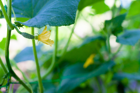 Growth and blooming of greenhouse cucumbers, growing organic food. Cucumbers on branch in greenhouse, yellow flowers on curling fluffy beautiful bushの写真素材