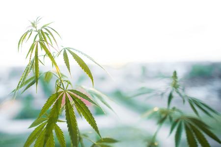 Cannabis commercial grow. Concept of herbal alternative medicine, CBD oil. Biological and ecological hemp plants used for herbal pharmaceutical CBD oilの写真素材