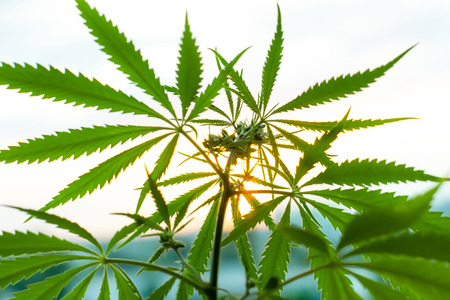 Marijuana, cannabis plants before harvest time in sunshine. Biological and ecological hemp plants used for herbal pharmaceutical CBD oilの写真素材