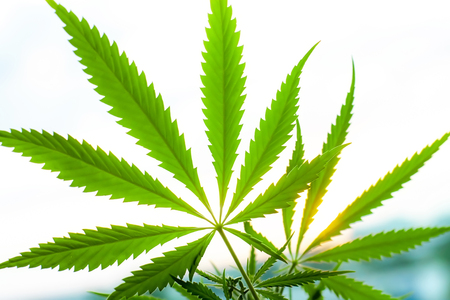 Sunset cannabis field. Marijuana plants, commercial grow. Hemp in sunset sunlight. Concept of herbal alternative medicine, CBD oilの写真素材