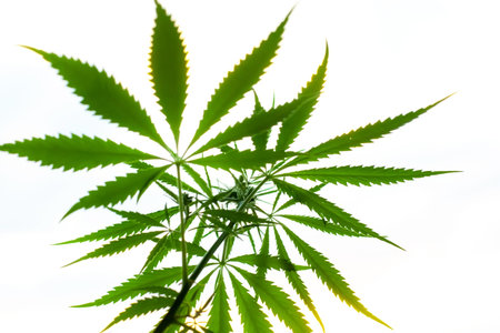 Sunset cannabis field. Marijuana plants, commercial grow. Hemp in sunset sunlight. Concept of herbal...