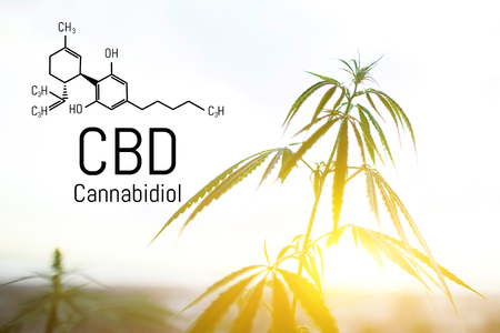 CBD is in hemp extract. Cannabidiol Formula. Concept of use in the form of gels, oils, extracts, additives and otherの写真素材