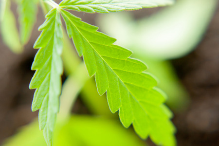 Cannabis seedling, cultivated by hemp farmers to produce different types of CBD products. Low THC technical cultivar with drug valueの写真素材