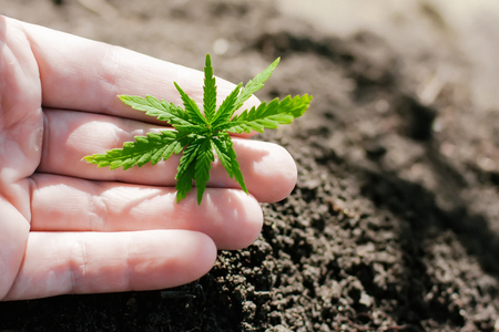 One young green cannabis seedling in hand on a blurred background with soil planted in the ground. Growing hempの写真素材