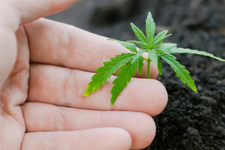 Hemp sprouts growing. Farmers are planting marijuana seedling. Hand closeup with cannabis seedling outdoorsの写真素材