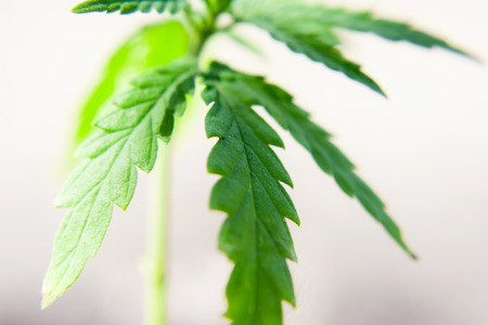 Sprout of medical marijuana plant macro growing indoor. Cannabis plant close-up. Hemp sprout plant on beautiful blurred backgroundの写真素材
