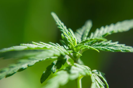 Sprout of medical marijuana plant macro growing indoor. Cannabis plant close-up. Hemp sprout plant...