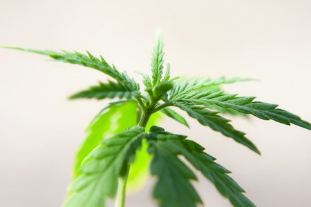 Green cannabis leaf close-up with blurred background. Medical hemp, the concept of the production of CBD products. Marijuana seedling macroの写真素材