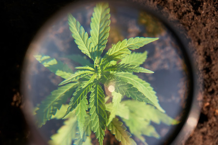 Cannabis leaves on marijuana plant, controls the harvest of marijuana. Hemp cultivation. Cannabis concept CBD oil, medical extractの写真素材