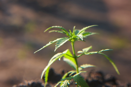 Cannabis leaves on marijuana plant, controls the harvest of marijuana. Hemp cultivation. Cannabis concept CBD oil, medical extractの写真素材