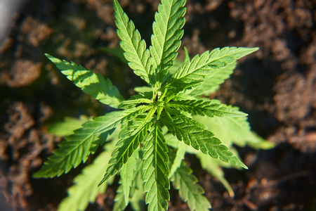 Cannabis leaves on marijuana plant, controls the harvest of marijuana. Hemp cultivation. Cannabis concept CBD oil, medical extractの写真素材