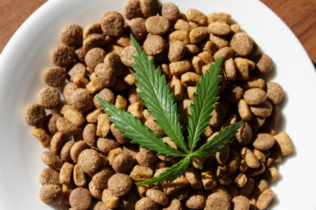 Treats for dogs and cats and green leaves of cannabis - CBD and medical marijuana for pets conceptの写真素材