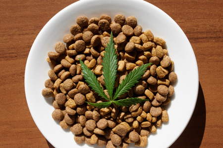 Treats for dogs and cats and green leaves of cannabis - CBD and medical marijuana for pets conceptの写真素材