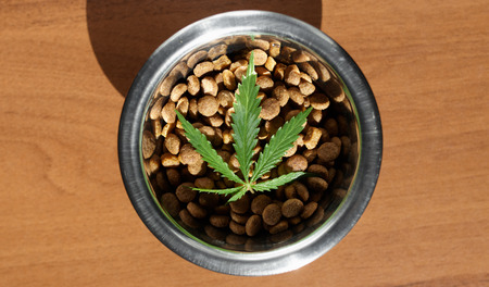 Food delicacy for dogs and cats in dishes with a green leaf of hemp close-up - CBD and medical marijuana for petsの写真素材
