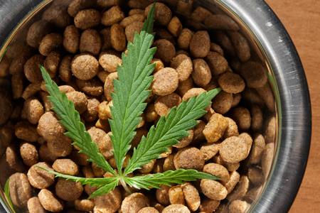 Food delicacy for dogs and cats in dishes with a green leaf of hemp close-up - CBD and medical marijuana for petsの写真素材
