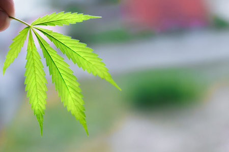 Cannabis leaf macro. Marijuana plat in indoor grow. Hemp leaves, cannabis on a blurred background,...