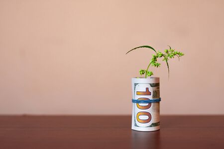 Money and marijuana. Concept of green plant grow CBD hemp. Sheet of cannabis sticks out of a hundred-dollar bill folded into a tube. Copy space. Concept of drug trafficking or legalizationの写真素材