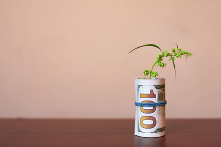 US dollar bill in the form of tube from which green marijuana sprout with seeds sticks out. Money and cannabis. The concept of legalization of the drug business. Concept of green plant grow CBD hempの写真素材