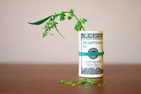 Cannabis CBD with seeds and dollars in money tied with a rubber band. Concept of the production of marijuana products and businesses. CBD hemp oil from natural cannabisの写真素材