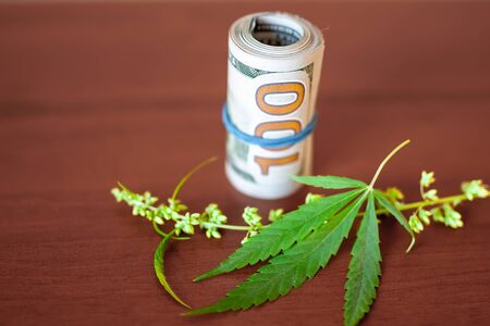 Cannabis with seeds and dollars in money tied with a rubber band.The concept of the production of marijuana products and businesses. CBD hemp oil from natural cannabisの写真素材