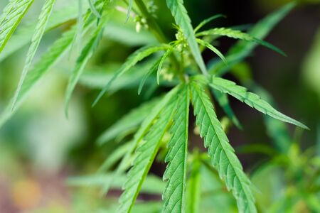 Green cannabis Bush with large marijuana leaves with hemp seeds. Cultivation of cannabis for the production of CBD oil, cream, for medicinal purposes in medicine, dog and cat pet foodの写真素材