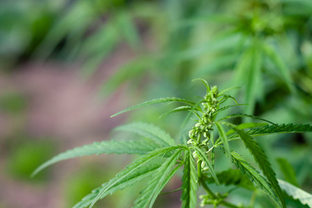 Green cannabis Bush with large marijuana leaves with hemp seeds. Cultivation of cannabis for the...