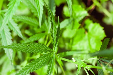 Green cannabis Bush with large marijuana leaves with hemp seeds. Cultivation of cannabis for the production of CBD oil, cream, for medicinal purposes in medicine, dog and cat pet foodの写真素材
