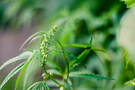 Green cannabis Bush with large marijuana leaves with hemp seeds. Cultivation of cannabis for the...