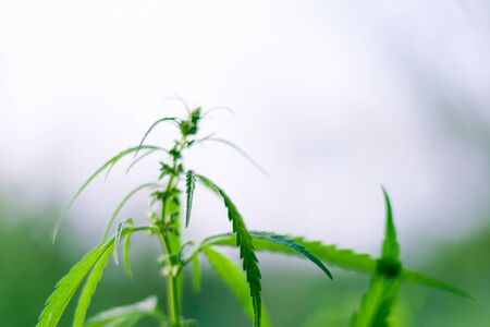 Green cannabis Bush with large marijuana leaves with hemp seeds. Cultivation of cannabis for the production of CBD oil, cream, for medicinal purposes in medicine, dog and cat pet foodの写真素材
